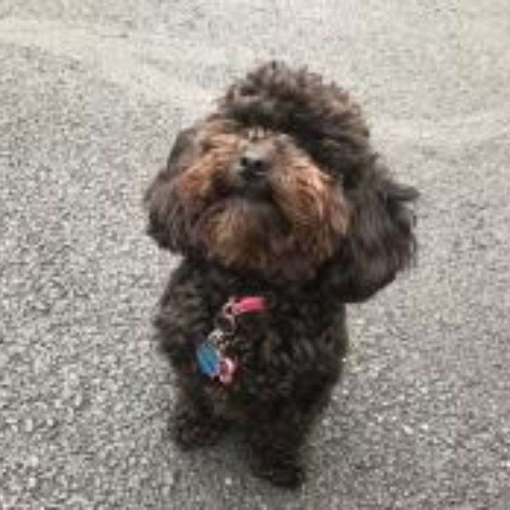 Meet your Posher, Josie